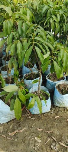 Full Sun Exposure Green Litchi Fruit Plant For Fruits At Rs 90 Piece