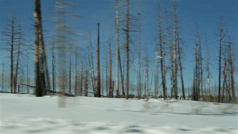 Forest Fire Aftermath Burnt Charred Trees In Usa Black Dry Burned