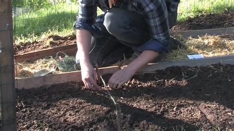 A How To Organic Vegetable Garden Planting Seeds And Seedlings Youtube