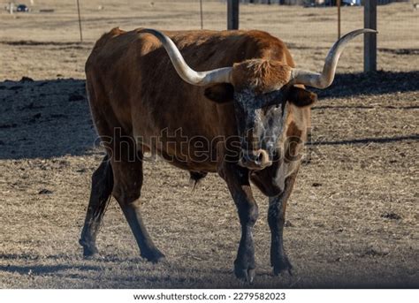 Texas Longhorn Cow Longhorn Cow American Stock Photo 2279582023 ...