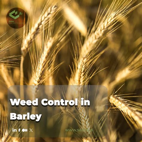 Effective Weed Control in Barley - Sairone