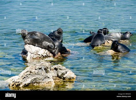 The Baikal Seal Nerpa Is A Species Endemic Unique To Baikal The