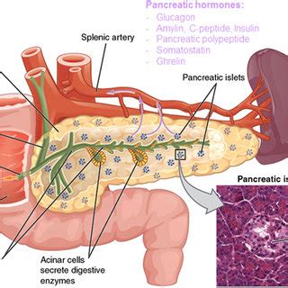 Anatomical organization of the pancreas. The exocrine function of the ...