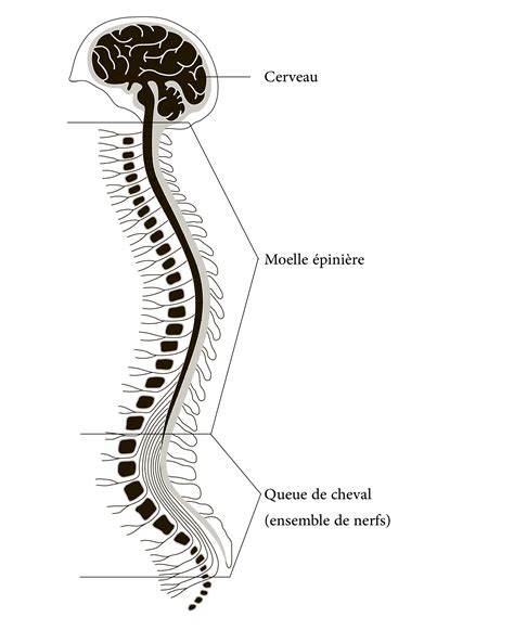 La Discopathie dégénérative lombaire : anatomie de la colonne vertébrale