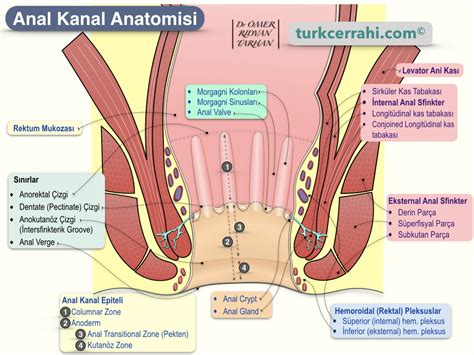 Rektum Ve Anal Kanal Anatomisi Turkcerrahi