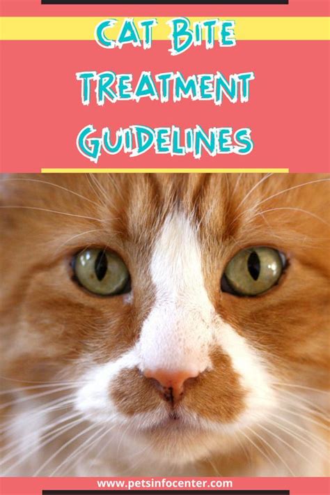 Cat Bite Treatment Guidelines - Pets Info Center