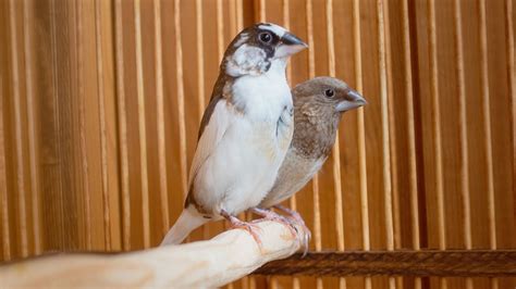 Society Finch The Finches Of Serenity Serenity Aquarium And Aviary