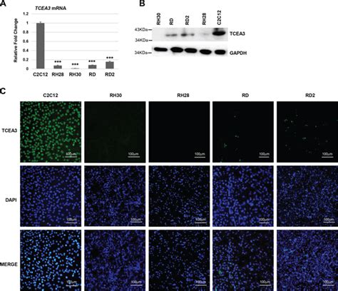 The Transcription Elongation Factor Tcea Induces Apoptosis In