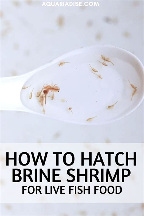 Brine-shrimp | Aquariadise