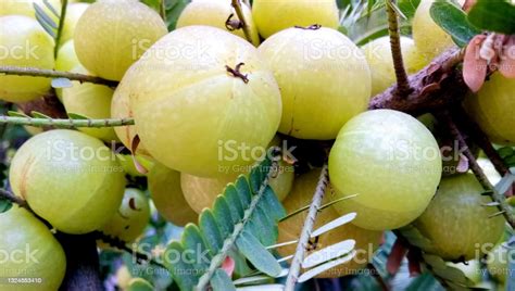 Indian Gooseberries Or Amla Fruit On Tree With Green Leaf Phyllanthus Emblica Traditional Indian