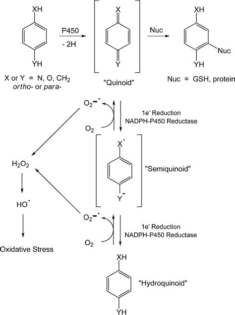 Metabolic Activation Of Heteroatom Substituted Benzene Derivatives To