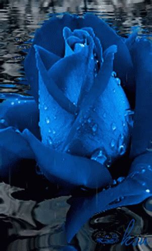 Blue Rose GIF - Blue Rose - Discover & Share GIFs