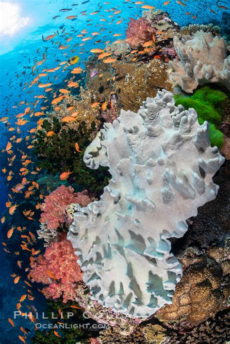 The Insanely Beautiful Coral Reefs of Fiji – Natural History Photography Blog