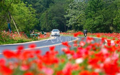 安徽庐江：鲜花绽放乡村路 人民图片网