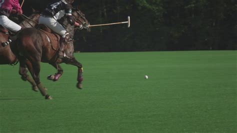 1,190 Polo Horse Stock Video Footage - 4K and HD Video Clips | Shutterstock