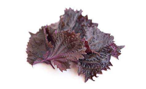 Red Shiso Wholesome Kitchen Dev