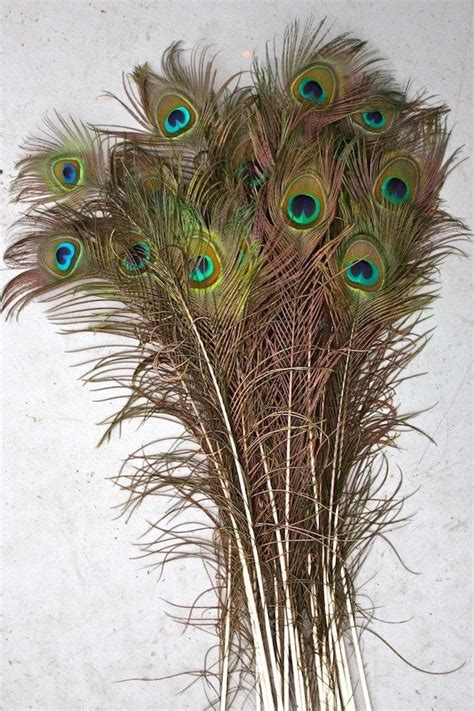 Peacock Feathers Natural Long 40 45 Inch Per Fifty 50 Walmart