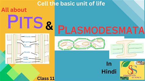 Pits and Plasmodesmata / In detail, easily explained/class 11,12 - YouTube