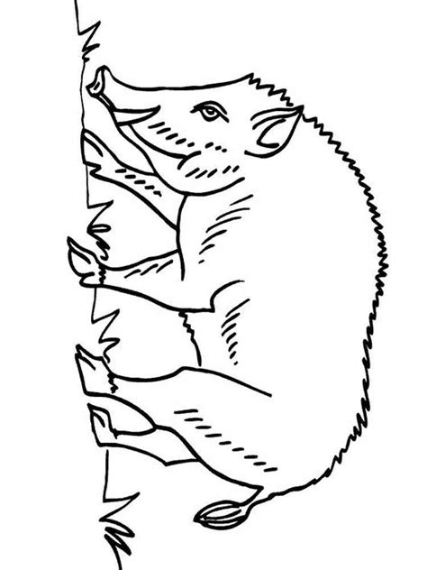 Forest Animals coloring pages