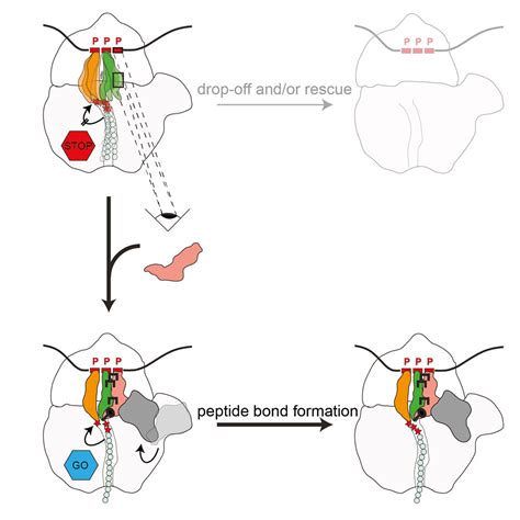 Structural Basis For Polyproline Mediated Ribosome Stalling And Rescue By The Translation