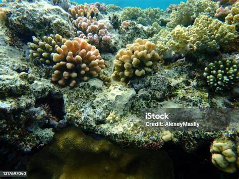 Pemandangan Terumbu Karang Bawah Laut Yang Menakjubkan Laut Merah Mesir Sharm El Sheikh Teluk ...