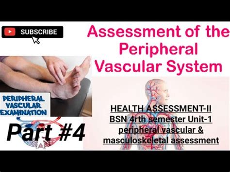 Assessment Of Peripheral Vascular System Health Assessment Ii Bsn