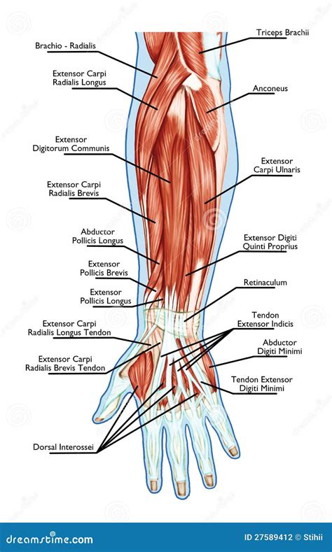 Anatomy Of Muscular System Hand Forearm Palm M Stock Illustration