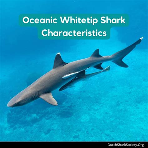 Oceanic Whitetip Sharks Facts And Info Guide - Dutch Shark Society