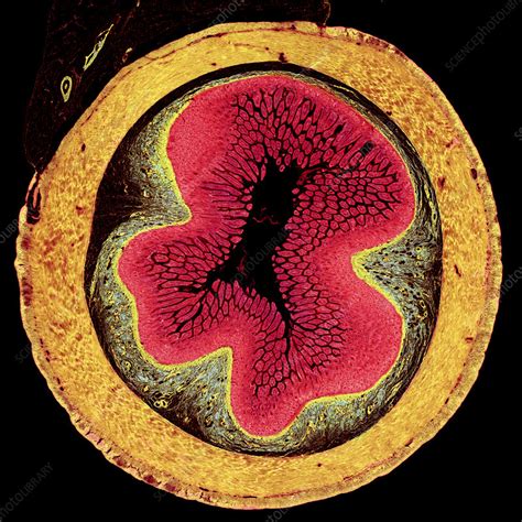 Small Intestine Light Micrograph Stock Image P Science