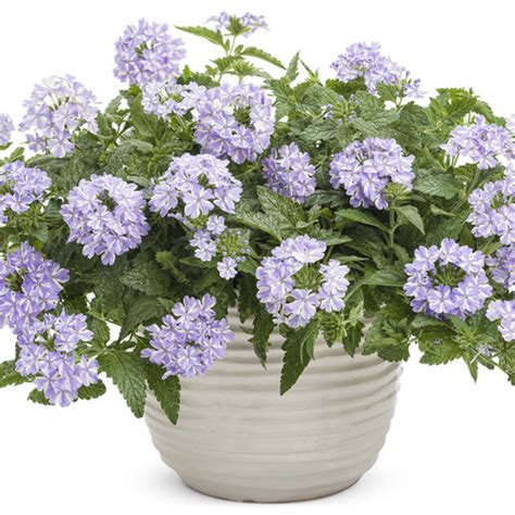 Superbena® Stormburst Verbena Hybrid Proven Winners