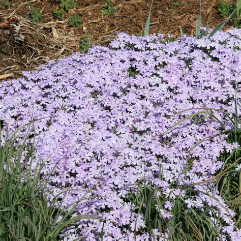 Phlox Subulata Emerald Blue Purple Creeping Phlox 4 Pot Three