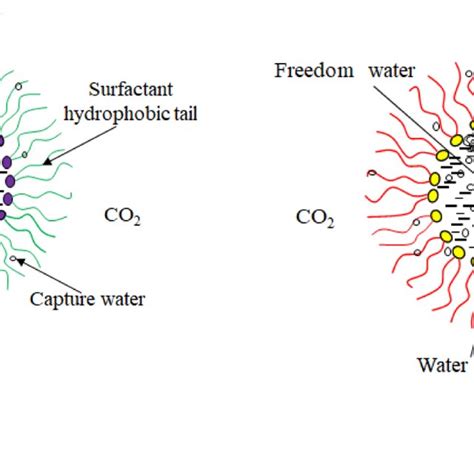 Schematic Diagram Of A Reverse Micelle A And A Microemulsion B