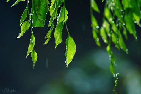 Free Images Tree Water Nature Grass Branch Drop Dew Light