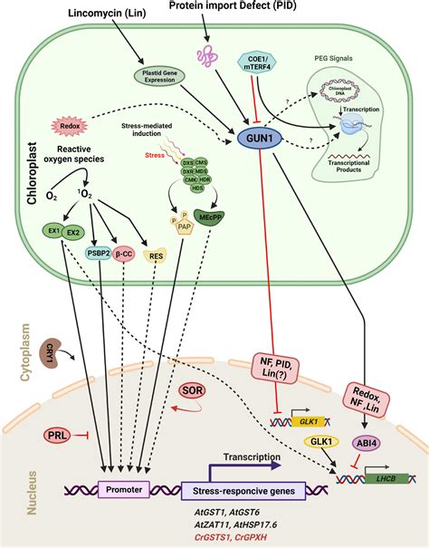 Frontiers Retrograde And Anterograde Signaling In The Crosstalk