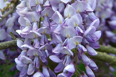 How To Grow Wisteria Bbc Gardeners World Magazine