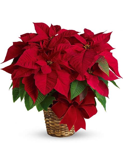 Christmas Poinsettia Delivery - FromYouFlowers