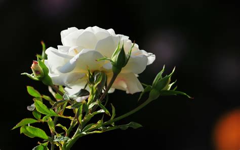 Fondos De Pantalla Rosa Flor P Talos Ma Ana X Goodfon