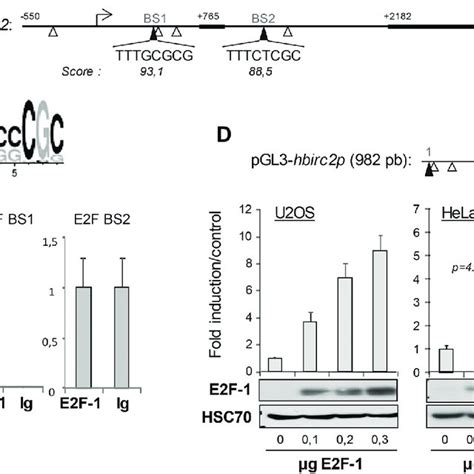 CIAP1 Is Required For The Recruitment Of E2F1 Onto Chromatin ChIP Seq