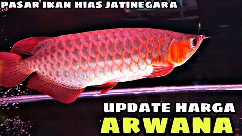 Update Harga Ikan Arwana Di Jatinegara Terbaru Showroom Arwana Club