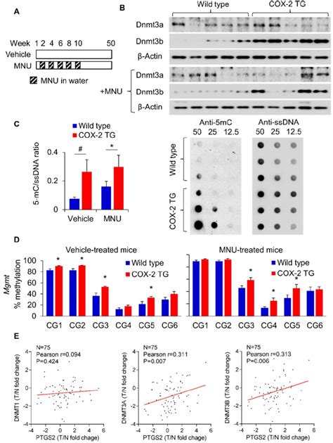 PGE2 Induced DNMT3B Expression And DNA Methylation In Vivo A COX 2