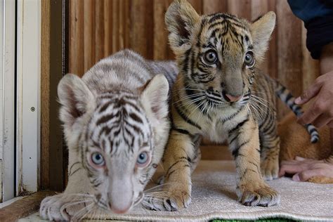 3年ぶりのホワイトタイガー誕生。可愛さ爆発の双子トラと成長見守る飼育員 ほ・とせなnews