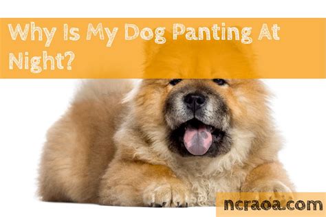 how to stop dog panting at night
