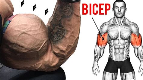 8 Best Bicep Exercises At Gym For Bigger Arms Biceps Workout Biceps