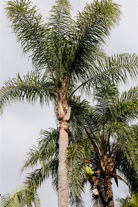 Brisbane Palm Tree Trimming - Brisbane Mulching Service