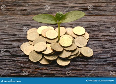 Saving Money Concept And Money Coin With Tree Growing For Business