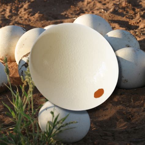 Eight 4000 Year Old Ostrich Eggs Uncovered In Negev Sand