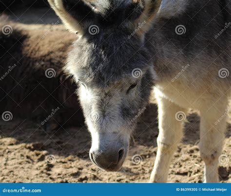 Dwarf donkey stock image. Image of grass, donkey, lovely - 86399305