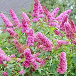 Buddleja Davidii Rosa Compre Barato Em Plantazon Pt