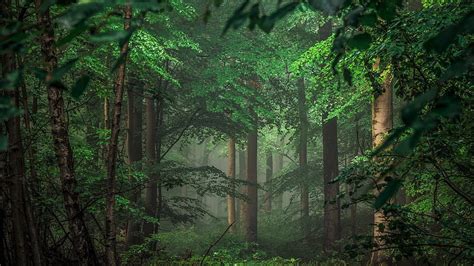 Outdoor, nature, forest, tree HD wallpaper | Pxfuel