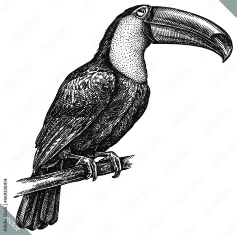 Toucan Illustration Black And White